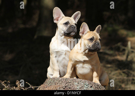 Französische Bulldogge Hund / Bouledogue Français zwei Welpen sitzen auf einem Holz Stockfoto