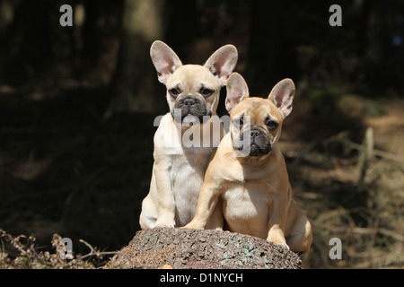 Französische Bulldogge Hund / Bouledogue Français zwei Welpen sitzen auf einem Holz Stockfoto