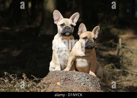 Französische Bulldogge Hund / Bouledogue Français zwei Welpen sitzen auf einem Holz Stockfoto