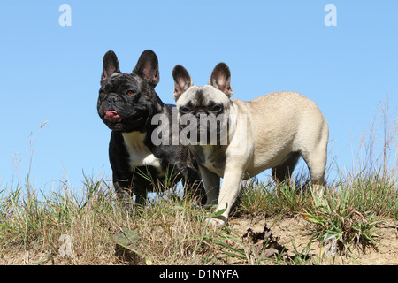 Französische Bulldogge Hund / Bouledogue Français zwei Erwachsene stehen verschiedene Farben Stockfoto