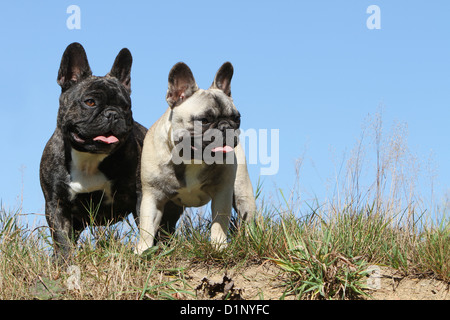 Französische Bulldogge Hund / Bouledogue Français zwei Erwachsene stehen verschiedene Farben Stockfoto