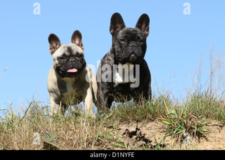 Französische Bulldogge Hund / Bouledogue Français zwei Erwachsene stehen verschiedene Farben Stockfoto