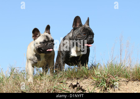 Französische Bulldogge Hund / Bouledogue Français zwei Erwachsene stehen verschiedene Farben Stockfoto