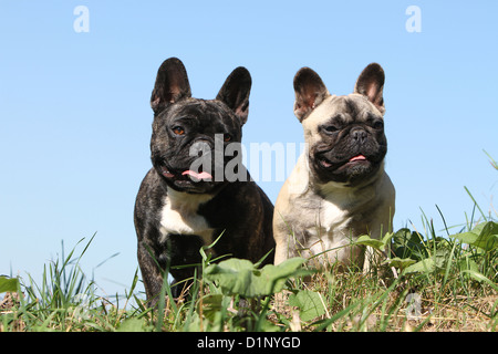 Französische Bulldogge Hund / Bouledogue Français zwei Erwachsene stehen verschiedene Farben Stockfoto