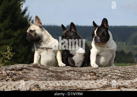 Französische Bulldogge Hund / Bouledogue Français drei Erwachsene verschiedene Farben Stockfoto