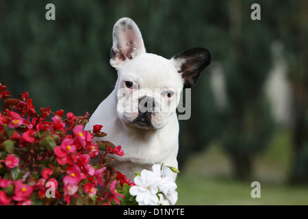 Französische Bulldogge Hund / Bouledogue Français Pied Welpen sitzen Stockfoto