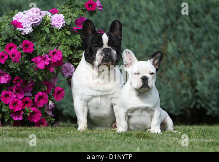 Französische Bulldogge Hund / Bouledogue Français Erwachsene und Welpen sitzen Stockfoto