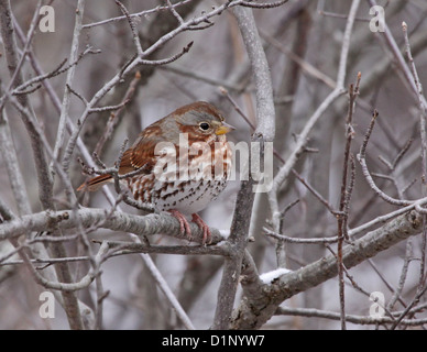 Thront Fox Sparrow Stockfoto