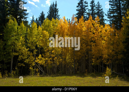 Espe Bäume und Lodgepole Kiefern im Herbst, Kaibab National Forest, Grand Canyon National Park, Arizona, USA Stockfoto