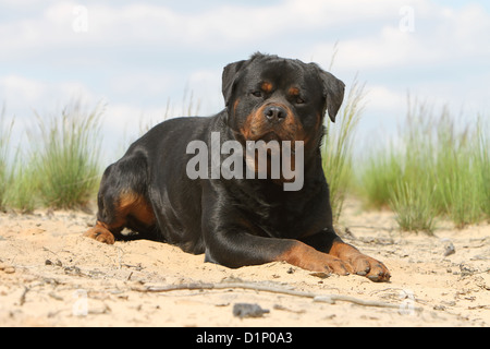 Hund Rottweiler liegend Erwachsene Stockfoto