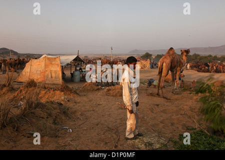 Eine indische Kamele Händler steht gerade Kamele in den frühen Morgenstunden bei der jährlichen Messe in Pushkar Rajasthan Indien camel Stockfoto