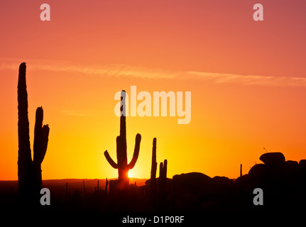 Fantastische Farben von Sonnenaufgang / Sonnenuntergang über der Sonora-Wüste von Arizona. Amerika, USA. Stockfoto