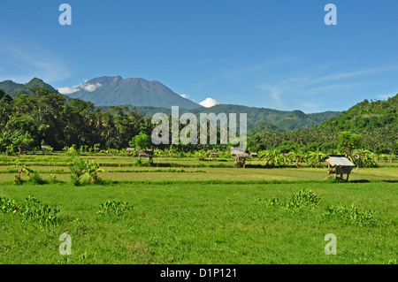 Indonesien, Bali, Padang Bai, typische Reis Feld Landschaft mit Mt Gunung Agung auf Rückseite Stockfoto