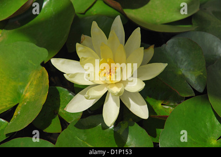 Gelbe Lotus oder Nelumbo Lutea. Lotusblume ist die nationale Blume von Indien Stockfoto