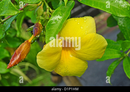 Indonesien, Bali, Ubud, gelbe Allamanda Cathartica Blumen Stockfoto