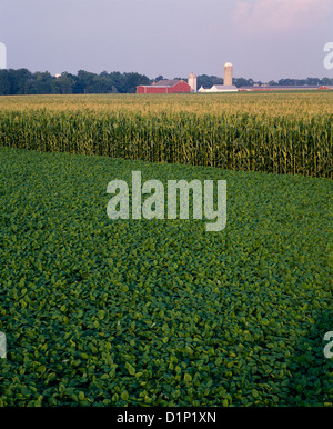 SOJA UND MAIS AUF RINDFLEISCH UND SCHICHT FARM WÄCHST / PENNSYLVANIA Stockfoto