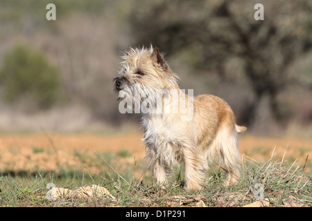 Hund Cairn Terrier Erwachsenen stehen auf einer Wiese Stockfoto