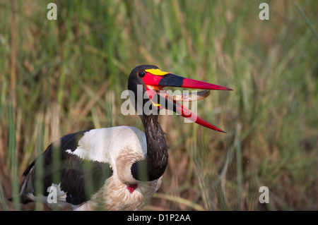 Sadle Bill Stork (Ephippiorhynchus senegalensis) mit einem Fisch gefangen Stockfoto