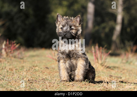 Hund Cairn Terrier Welpen gestromt sitzen auf einer Wiese Stockfoto