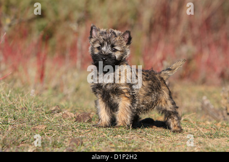 Hund Cairn Terrier Welpen gestromt stehen auf einer Wiese Stockfoto