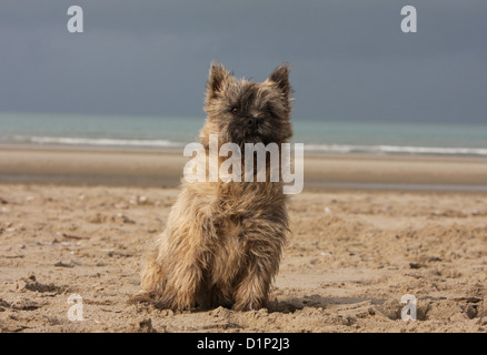 Hund Cairn Terrier Welpen gestromt am Strand sitzen Stockfoto