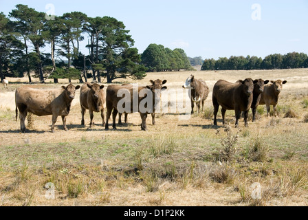 Murray Grauvieh stehend in ein Fahrerlager, New-South.Wales, Australien Stockfoto