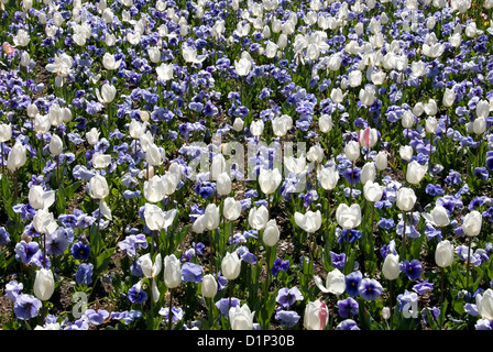 Eine Masse Anzeige der blaue Stiefmütterchen und weißen Tulpen auf der Floriade, Canberra, Australien Stockfoto