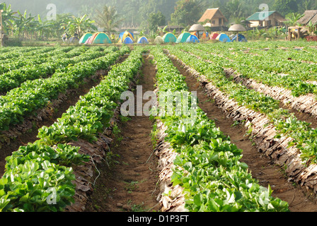 Frische Erdbeeren Pflanzen Stockfoto