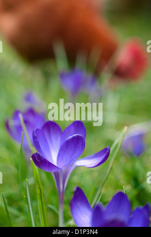 Frühling Crocus mit einem Huhn herumzigeunern hinter ihnen. Stockfoto