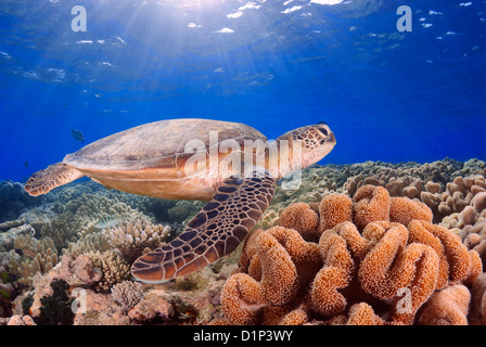 Green Sea Turtle Chelonia Mydas schwimmen über ein Korallenriff, Coral Sea, Great Barrier Reef, Pazifik, Queensland, Australien Stockfoto