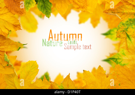 Herbst-Maple Leafs Stockfoto