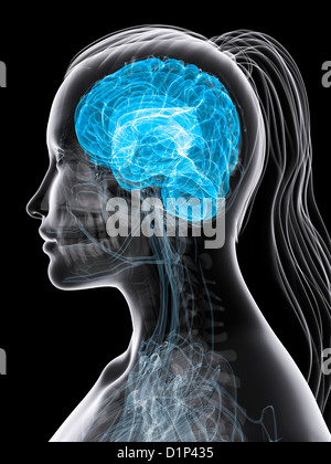 Weibliche Gehirn, artwork Stockfoto