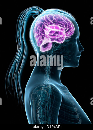 Weibliche Gehirn, artwork Stockfoto