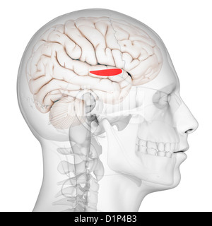 Mediale Globus Pallidus, artwork Stockfoto