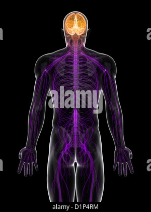 Zentralnervensystem, artwork Stockfoto