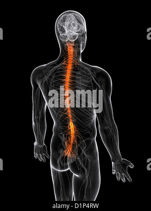 Zentralnervensystem, artwork Stockfoto