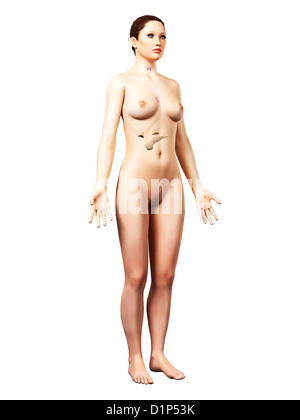 Weibliche Hormonsystem, artwork Stockfoto