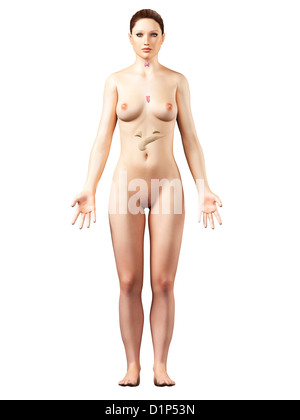 Weibliche Hormonsystem, artwork Stockfoto