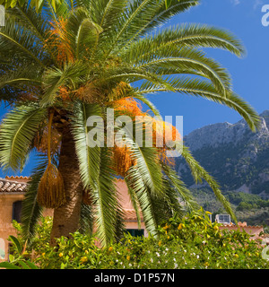 Fornalutx, Mallorca, Balearen, Spanien. Palme im Herzen des Dorfes. Stockfoto