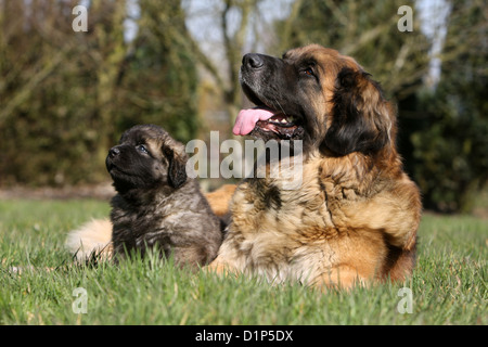 Hund, Leonberger Erwachsene und Welpen liegen auf dem Rasen Stockfoto