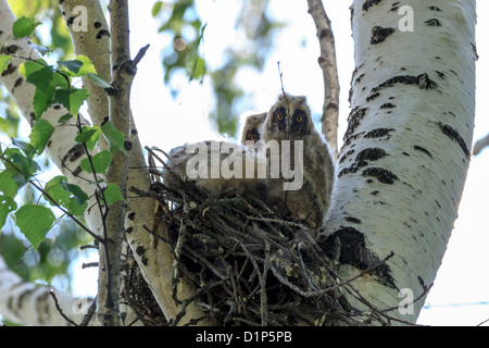 ASIO Otus, Waldohreule. Nest eines Vogels mit Baby-Vögel in der Natur. Stockfoto