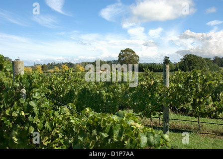 Reihen von Weinreben wachsen in einem Weinberg am südlichen Hochland von New South Wales, Australien Stockfoto