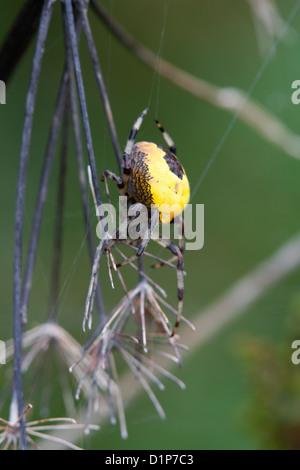 Fen (Marbled) Orb Web Spider Araneus Mammoratus Erwachsenfrau auf einen Toten Stängelpflanzen Stockfoto