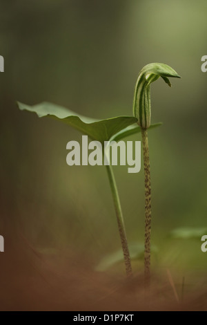 Mönchs Kutte (auch Larus) (Arisarum Vulgare) Blumen. Fotografiert Stockfoto