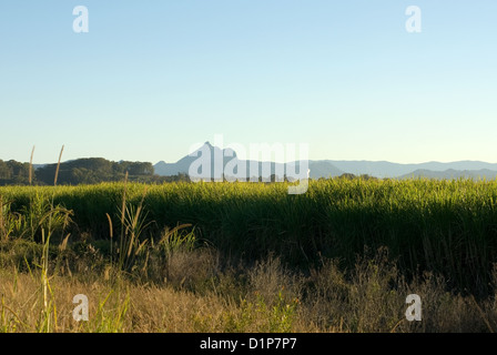 Zuckerrohr Farm Stockfoto