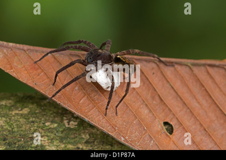 Baumschule Web Spider, Familie Pisauridae, Regenwald, Costa Rica, mit Ei sac Stockfoto