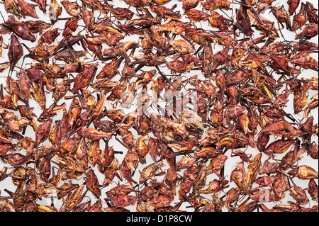 Chapulines oder frittierte Grillen (Heuschrecken oder Katydids), eine traditionelle mexikanische Delikatesse Stockfoto