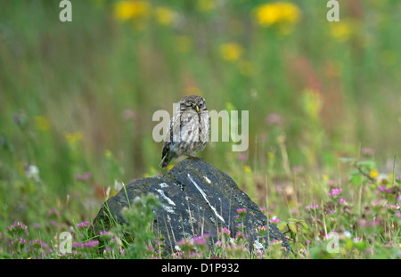 Steinkauz thront auf Felsen schlafend UK Stockfoto