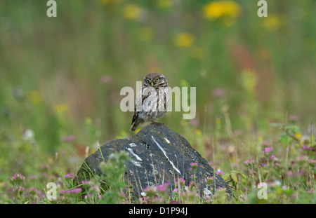 Kleine Eule auf Felsen gelegen Stockfoto