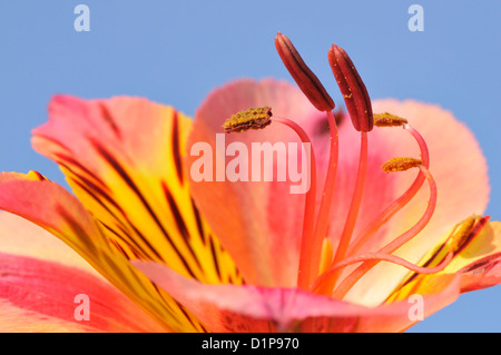 Makro der Staubfäden Peruanische Lilie Blume (Alstroemeria Aurantiaca) auf blauen Himmelshintergrund Stockfoto